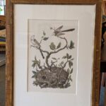 Set 3 Noseman / Sepp Bird Prints
