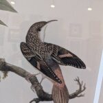 Set 3 Noseman / Sepp Bird Prints