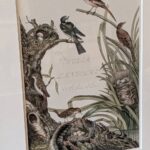 Set 3 Noseman / Sepp Bird Prints